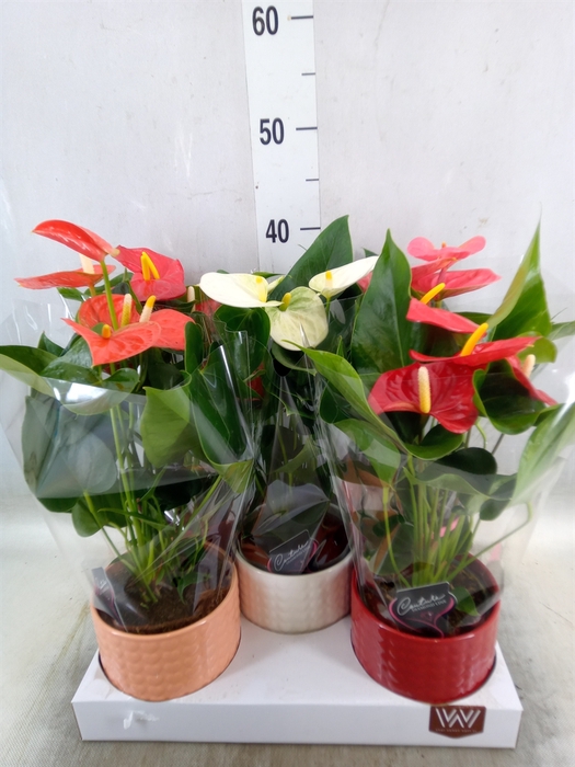 <h4>Anthurium   ...mix 4</h4>