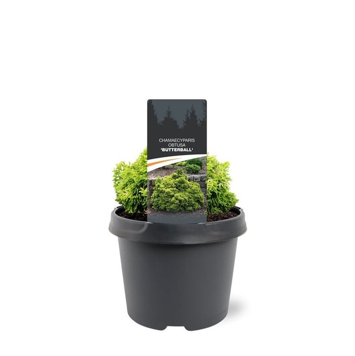 Chamaecyparis obtusa