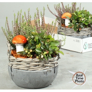 ARR TUINPLANTEN