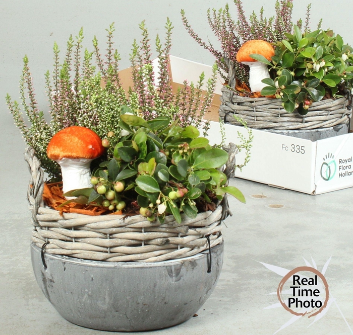 <h4>ARR TUINPLANTEN</h4>