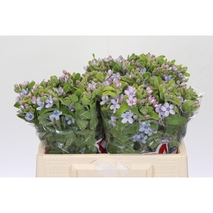 Oxypetalum Tweedia Blue