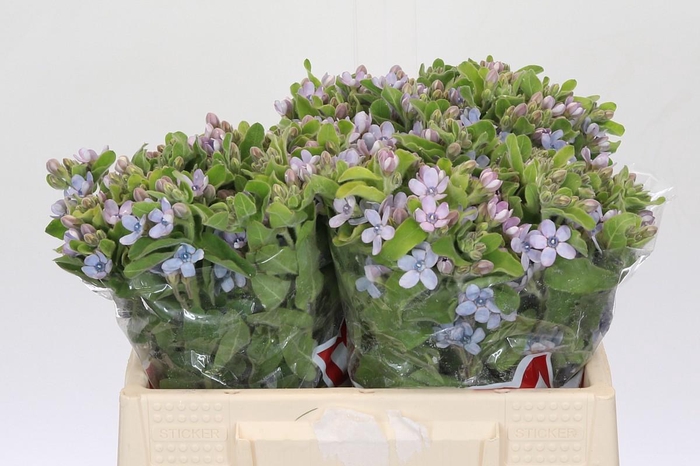 <h4>Oxypetalum Tweedia Blue</h4>