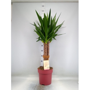 Yucca elephantipes   ...