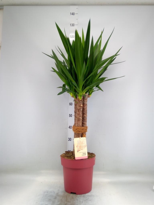 <h4>Yucca elephantipes   ...</h4>