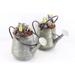 arr4 Bollenmix MB - Zink gieter green 285/6