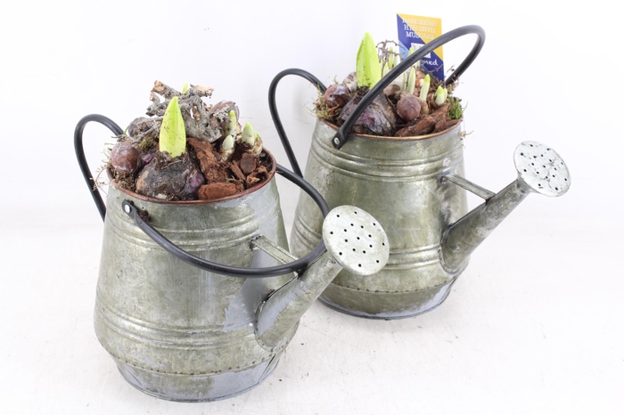 <h4>arr4 Bollenmix MB - Zink gieter green 285/6</h4>