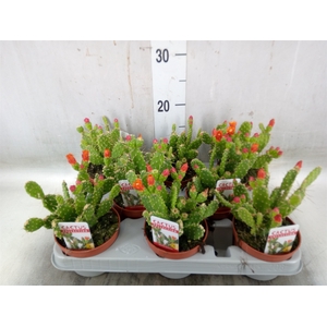 Opuntia
