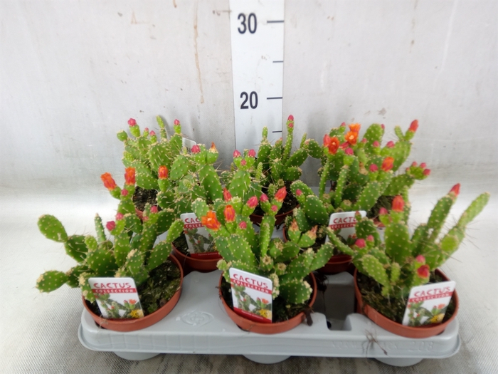 <h4>Opuntia</h4>