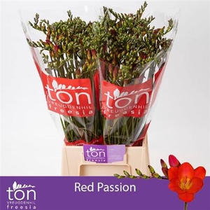 FR EN RED PASSION EX