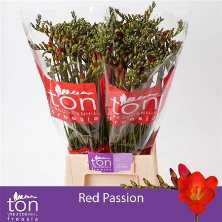 <h4>FR EN RED PASSION EX</h4>
