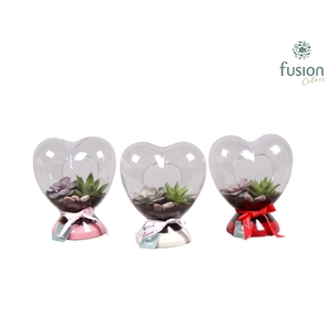 Green Bottle hart met succulenten