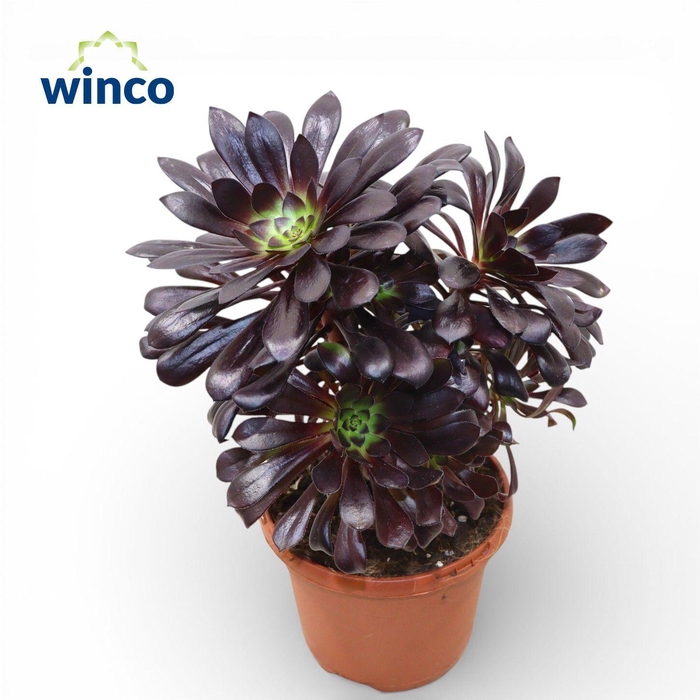 Aeonium Schwartzkopf