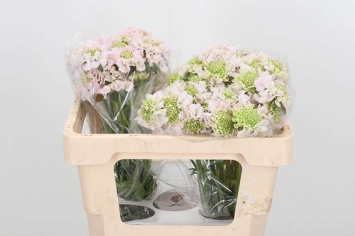 <h4>Scab At F Va B Scoop</h4>