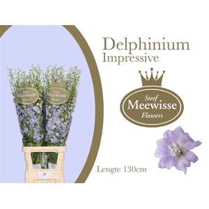 Delphinium Impressive Milka