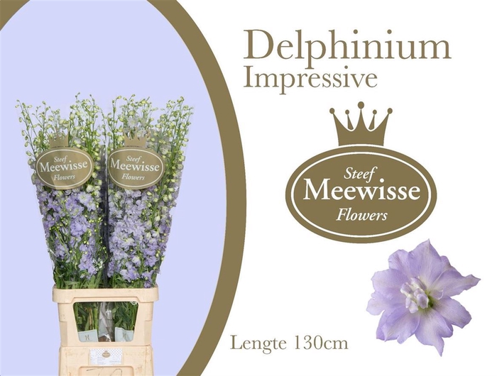 <h4>Delphinium Impressive Milka</h4>