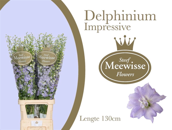 Delphinium Impressive