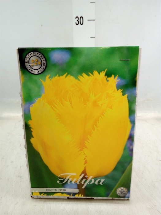 <h4>Tulipa   ...flowerbulbs</h4>