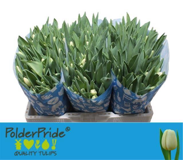 <h4>TU EN ANTARCTICA</h4>