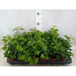 Hedera helix 'Wonder'
