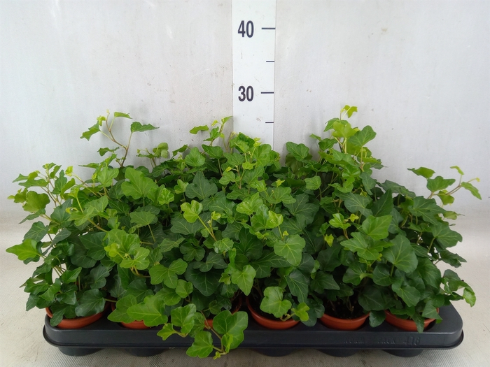 <h4>Hedera helix 'Wonder'</h4>