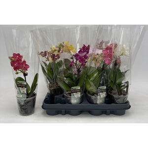 PHAL GEM