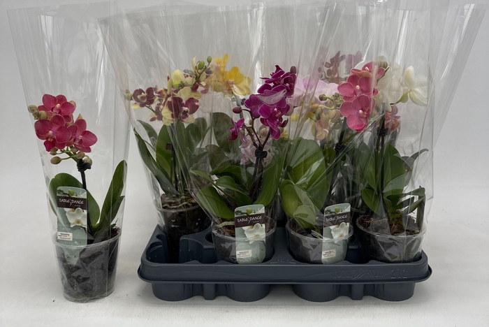 <h4>PHAL GEM</h4>