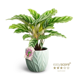 CALATHEA SPECIES p12 Leaf Ocean Freddy