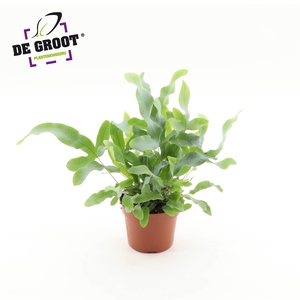 Phlebodium aureum Blue Star