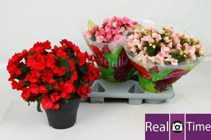 <h4>BEG EN BETULIA GEM</h4>