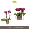 Phalaenopsis Multifloratypes overig paars