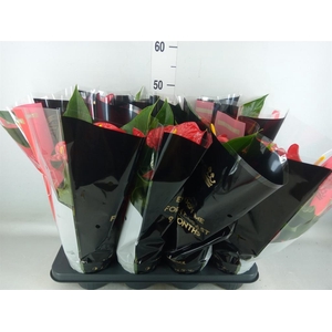 Anthurium andr. 'Michigan'