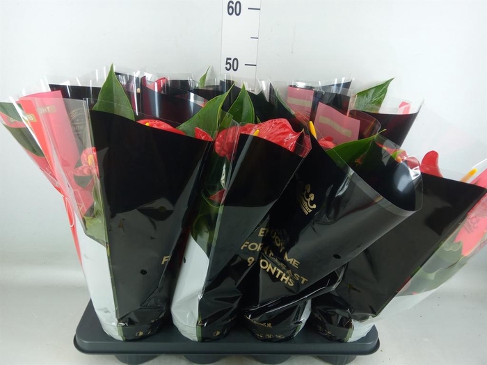 <h4>Anthurium andr. 'Michigan'</h4>