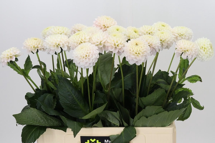 <h4>Dahlia Light Wizard</h4>