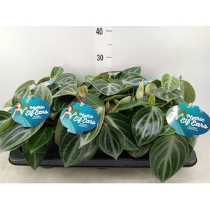 Peperomia