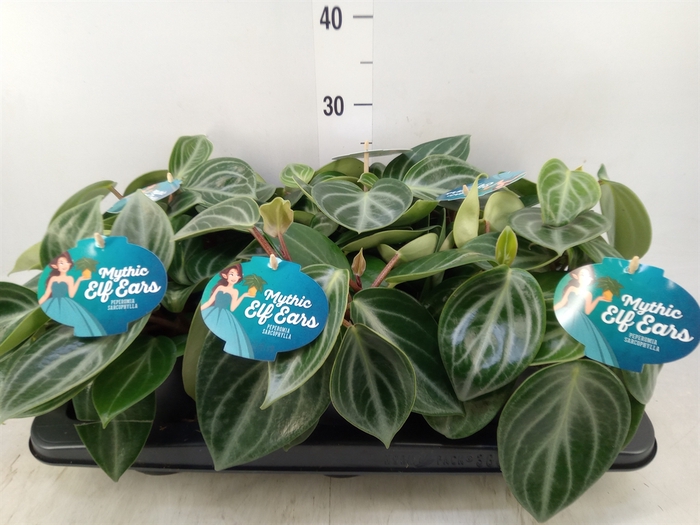 <h4>Peperomia</h4>