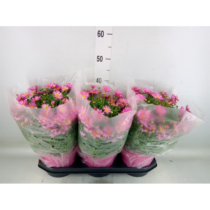 <h4>Argyranthemum   ...</h4>