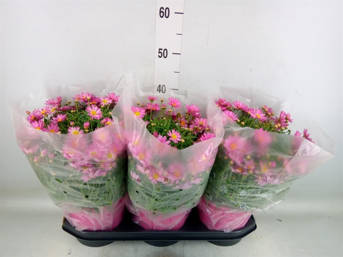 <h4>Argyranthemum   ...</h4>