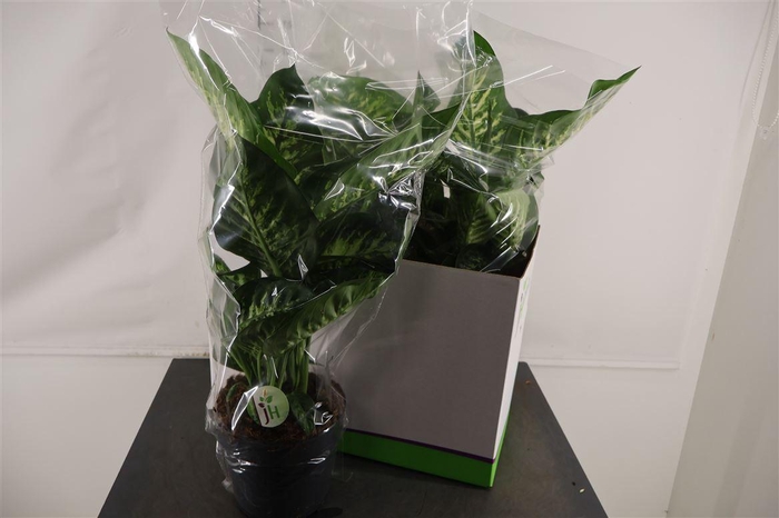 <h4>Dieffenbachia 21 Cm. P. Sequina Reeva 70 Cm. Hoog</h4>