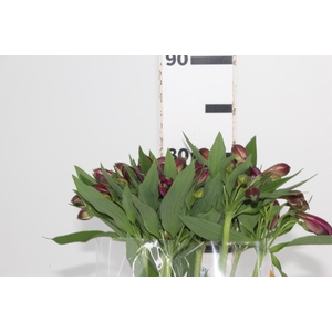 ALSTROEMERIA NAPOLI 080 CM