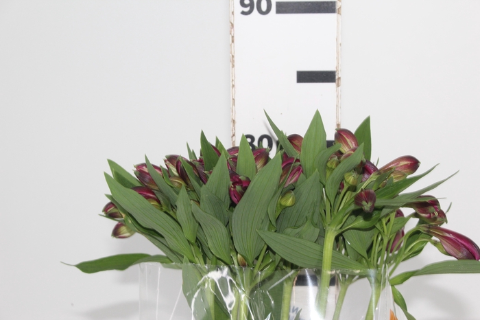 <h4>ALSTROEMERIA NAPOLI 080 CM</h4>