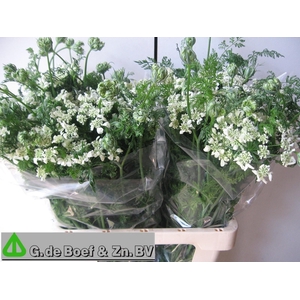 Orlaya G White Finch