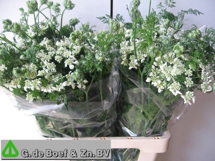 <h4>Orlaya G White Finch</h4>