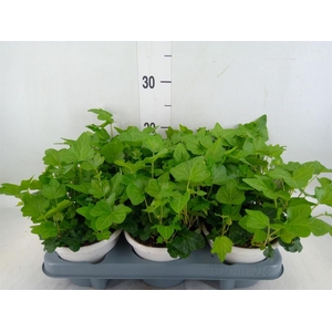 Hedera helix 'Wonder'