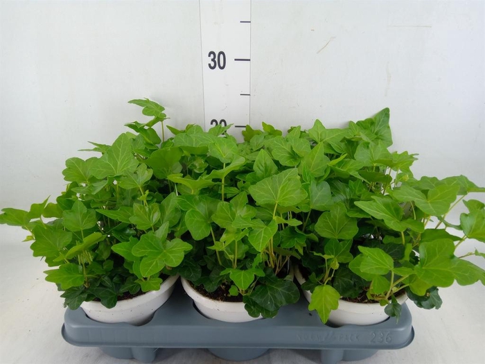 <h4>Hedera helix 'Wonder'</h4>