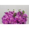 Dahlia Purple Onesta