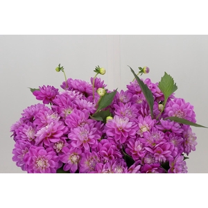 Dahlia Purple Onesta
