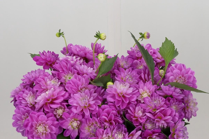 <h4>Dahlia Purple Onesta</h4>