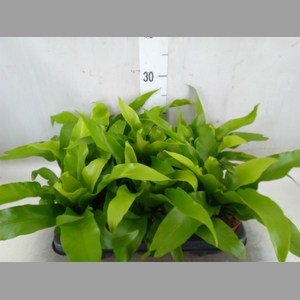 Asplenium antiquum
