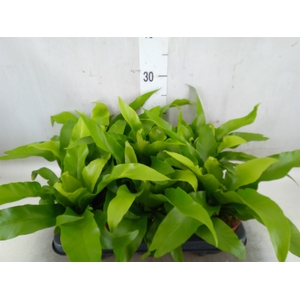 Asplenium antiquum