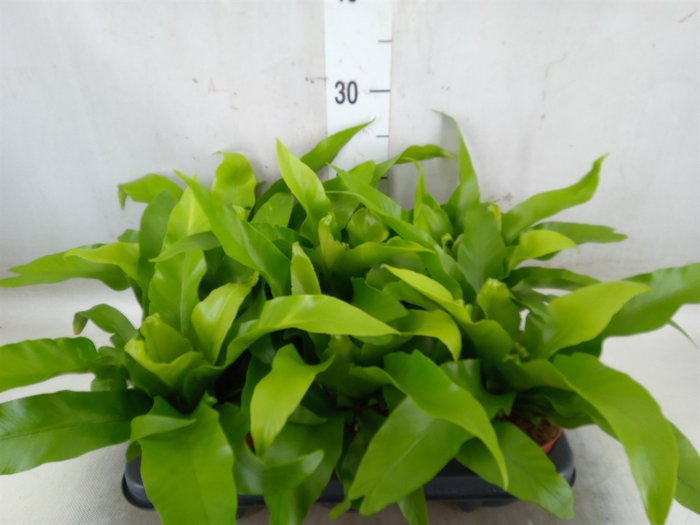 <h4>Asplenium antiquum</h4>